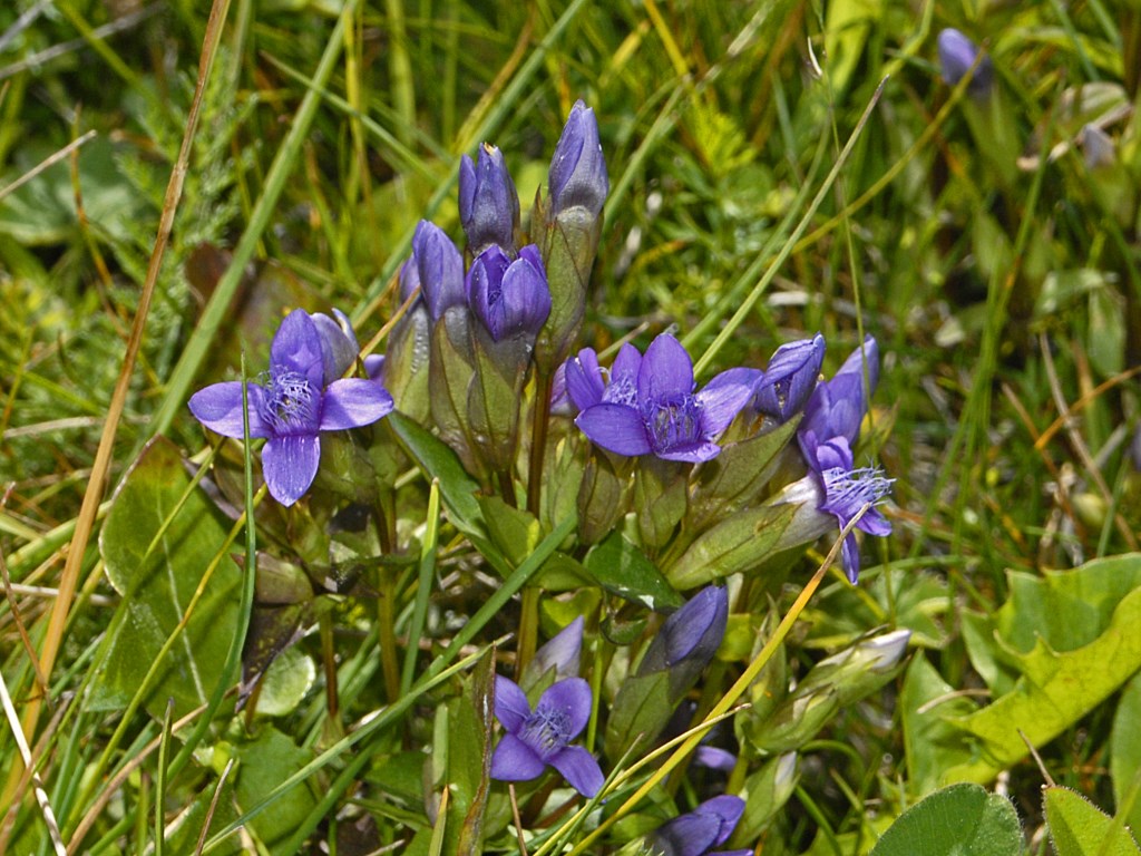 Gentianella campestris